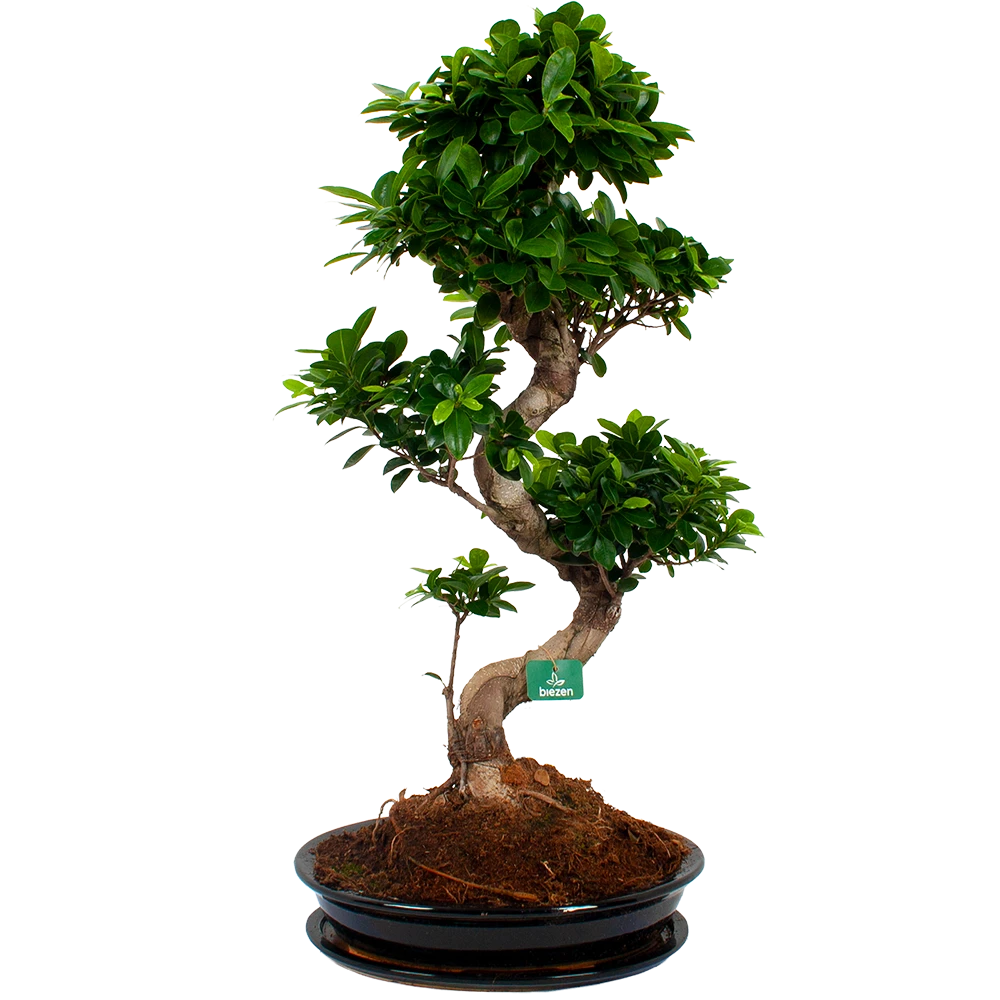 Ficus Microcarpa Ginseng In Zwarte Pot - Bonsai - P52 H100 - Kamerplant 1 Ficus Microcarpa Ginseng In Zwarte Pot - Bonsai - P52 H100 - Kamerplant