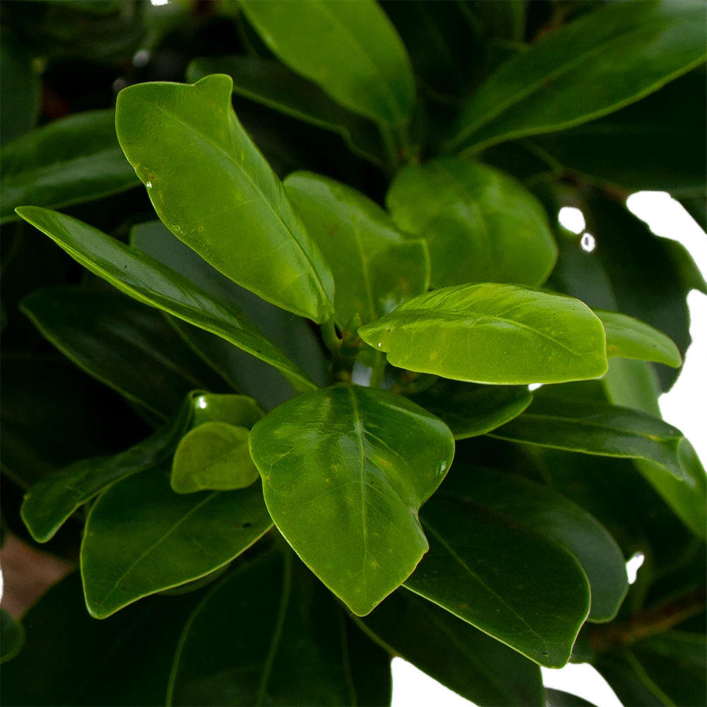 Ficus Microcarpa Ginseng In Zwarte Pot - Bonsai - P52 H100 - Kamerplant 2 Ficus Microcarpa Ginseng In Zwarte Pot - Bonsai - P52 H100 - Kamerplant - Afbeelding 2