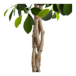 Ficus Microcarpa Nitida Op Gevlochten Stam - Treurvijg - P24 H100 - Kamerplant -Goedkope Tuinbenodigdheden winkel ficus microcarpa nitida op gevlochten stam treurvijg p24 h100 3