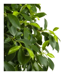 Ficus Microcarpa Nitida Op Gevlochten Stam - Treurvijg - P24 H100 - Kamerplant -Goedkope Tuinbenodigdheden winkel ficus microcarpa nitida op gevlochten stam treurvijg p24 h100 4