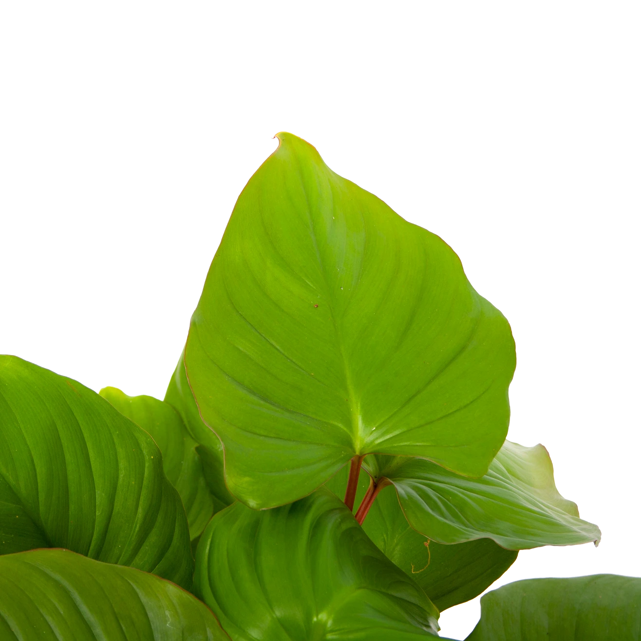 Homalomena Rubescens 'Maggy' - P19 H60 - Kamerplant 2 Homalomena Rubescens 'Maggy' - P19 H60 - Kamerplant - Afbeelding 2