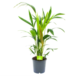 Kentiapalm - Howea Forsteriana - P17 H70 - Kamerplant