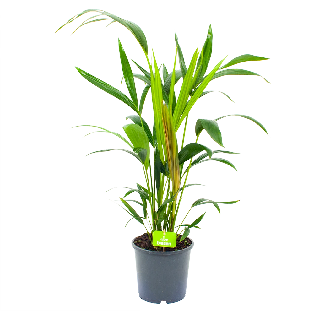 Kentiapalm - Howea Forsteriana - P17 H70 - Kamerplant 1 Kentiapalm - Howea Forsteriana - P17 H70 - Kamerplant