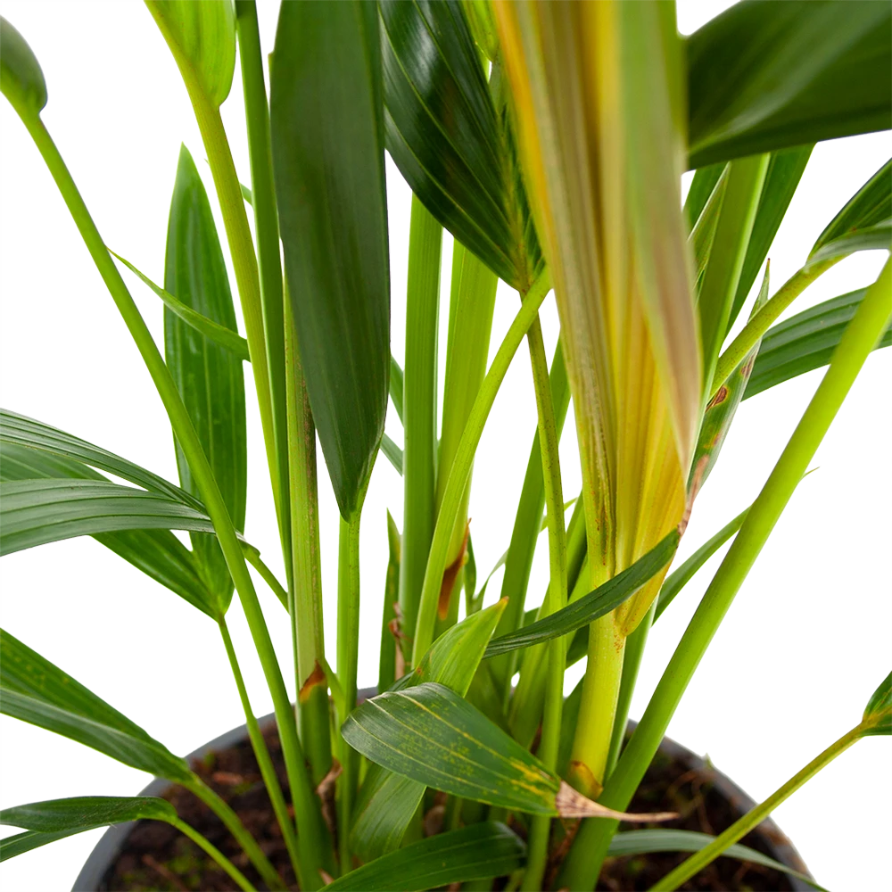 Kentiapalm - Howea Forsteriana - P17 H70 - Kamerplant 2 Kentiapalm - Howea Forsteriana - P17 H70 - Kamerplant - Afbeelding 2