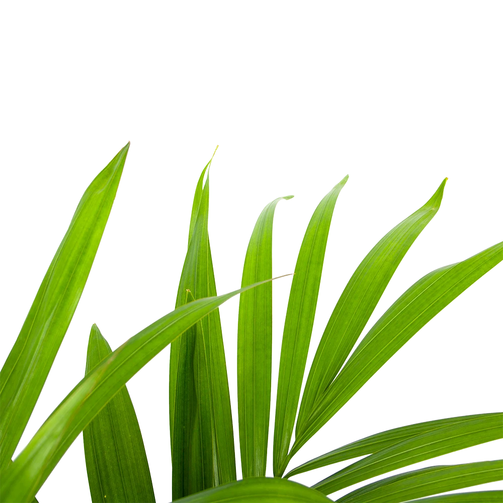 Kentiapalm - Howea Forsteriana - P19 H90 - Kamerplant 2 Kentiapalm - Howea Forsteriana - P19 H90 - Kamerplant - Afbeelding 2