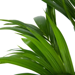 Kentiapalm - Howea Forsteriana - P21 H120 - Kamerplant -Goedkope Tuinbenodigdheden winkel kentiapalm howea forsteriana p21 h120 6