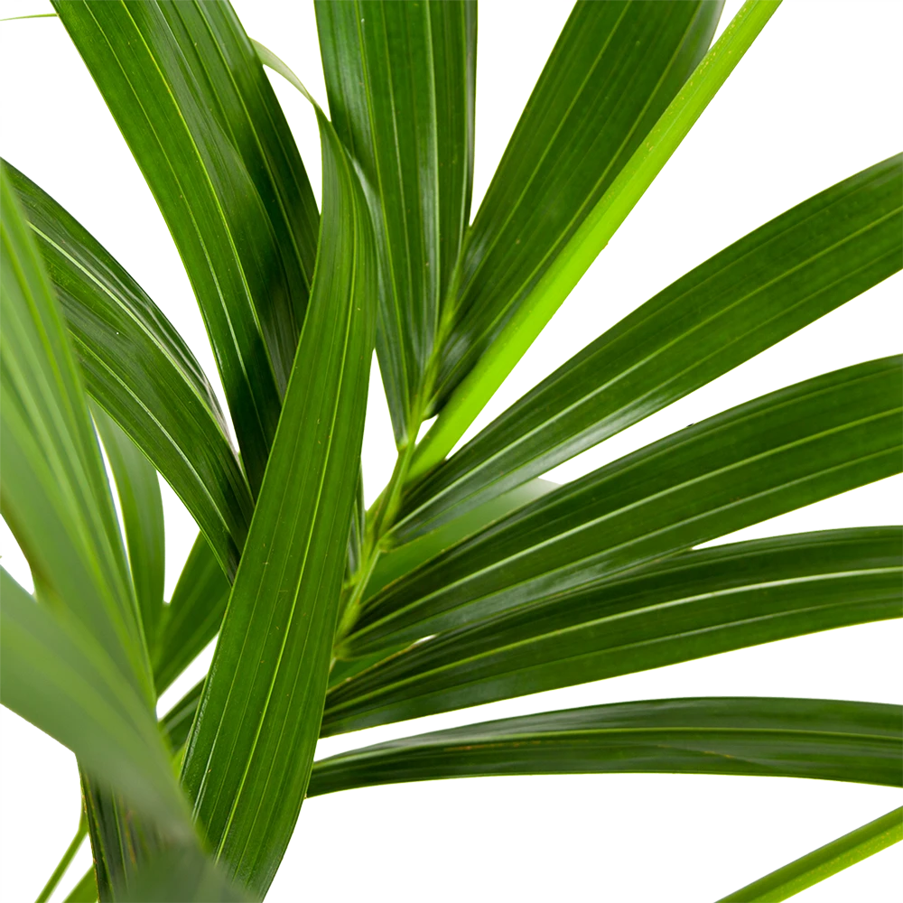 Kentiapalm - Howea Forsteriana - P21 H140 - Kamerplant 2 Kentiapalm - Howea Forsteriana - P21 H140 - Kamerplant - Afbeelding 2