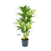 Kentiapalm - Howea Forsteriana - P24 H130 - Kamerplant