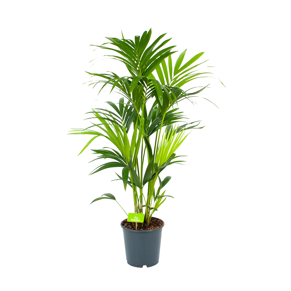 Kentiapalm - Howea Forsteriana - P24 H130 - Kamerplant 1 Kentiapalm - Howea Forsteriana - P24 H130 - Kamerplant