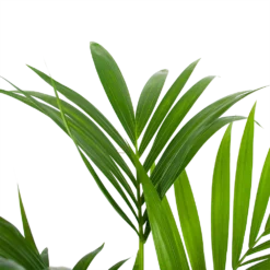 Kentiapalm - Howea Forsteriana - P24 H130 - Kamerplant 6 Kentiapalm - Howea Forsteriana - P24 H130 - Kamerplant -Goedkope Tuinbenodigdheden winkel kentiapalm howea forsteriana p24 h130 6