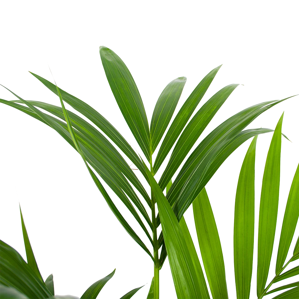 Kentiapalm - Howea Forsteriana - P24 H130 - Kamerplant 3 Kentiapalm - Howea Forsteriana - P24 H130 - Kamerplant - Afbeelding 3