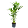 Kentiapalm - Howea Forsteriana - P24 H140 - Kamerplant