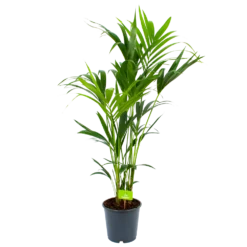 Kentiapalm - Howea Forsteriana - P24 H140 - Kamerplant