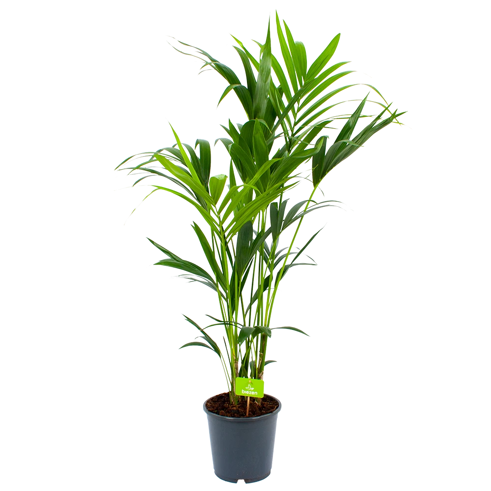 Kentiapalm - Howea Forsteriana - P24 H140 - Kamerplant 1 Kentiapalm - Howea Forsteriana - P24 H140 - Kamerplant