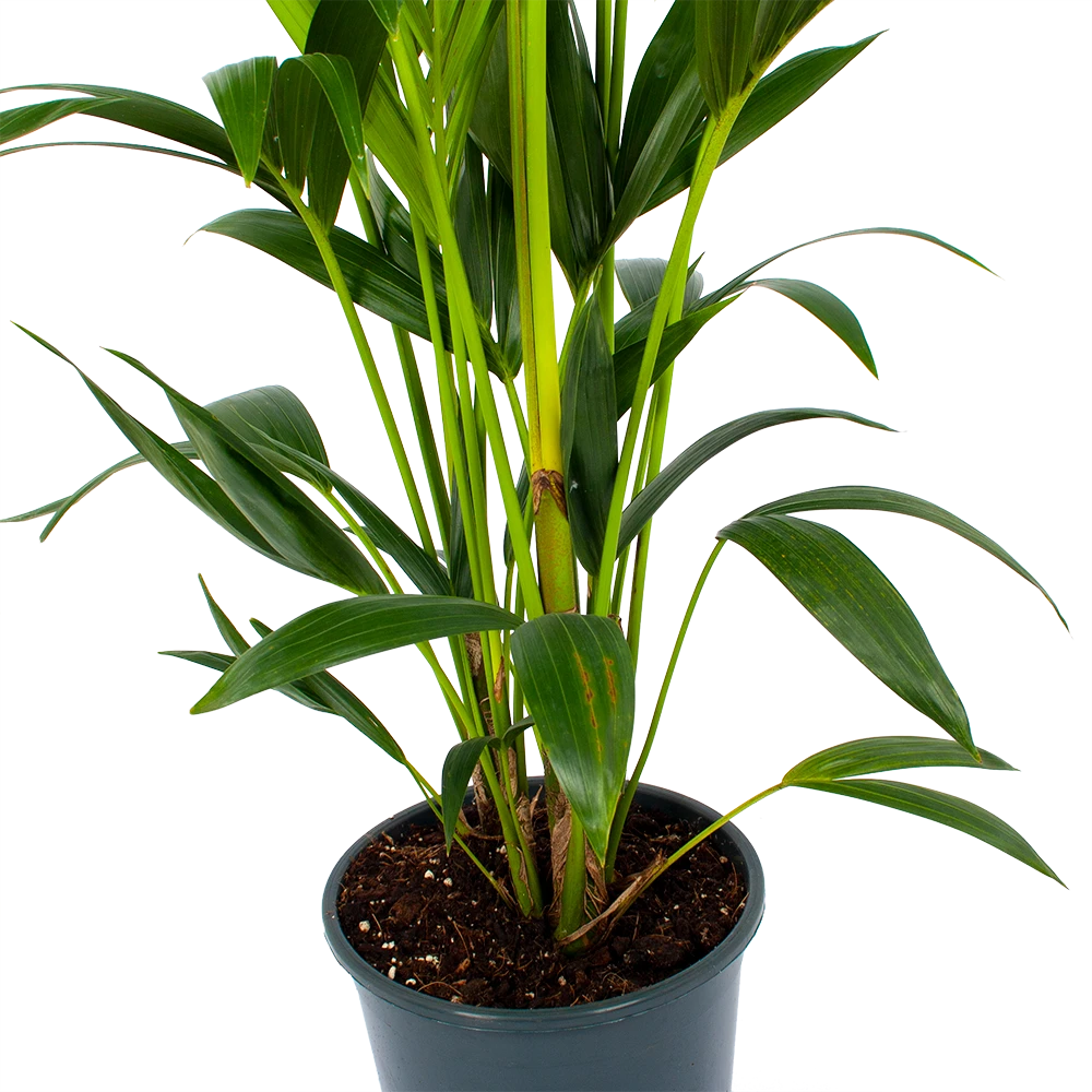 Kentiapalm - Howea Forsteriana - P24 H150 - Kamerplant 2 Kentiapalm - Howea Forsteriana - P24 H150 - Kamerplant - Afbeelding 2