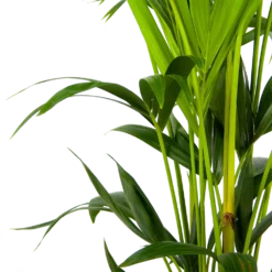 Kentiapalm - Howea Forsteriana - P24 H150 - Kamerplant 6 Kentiapalm - Howea Forsteriana - P24 H150 - Kamerplant -Goedkope Tuinbenodigdheden winkel kentiapalm howea forsteriana p24 h150 3