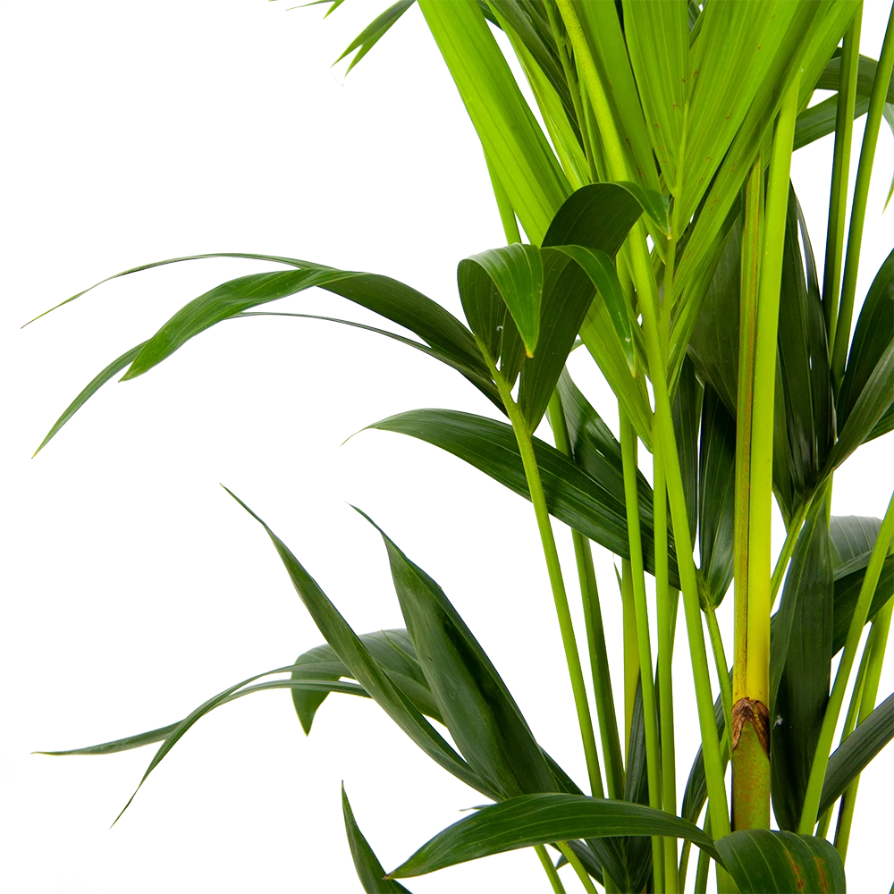 Kentiapalm - Howea Forsteriana - P24 H150 - Kamerplant 3 Kentiapalm - Howea Forsteriana - P24 H150 - Kamerplant - Afbeelding 3