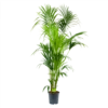 Kentiapalm - Howea Forsteriana - P24 H200 - Kamerplant