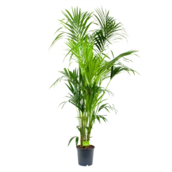 Kentiapalm - Howea Forsteriana - P24 H200 - Kamerplant