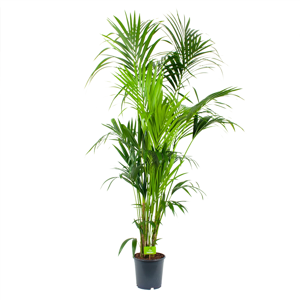 Kentiapalm - Howea Forsteriana - P24 H200 - Kamerplant 1 Kentiapalm - Howea Forsteriana - P24 H200 - Kamerplant