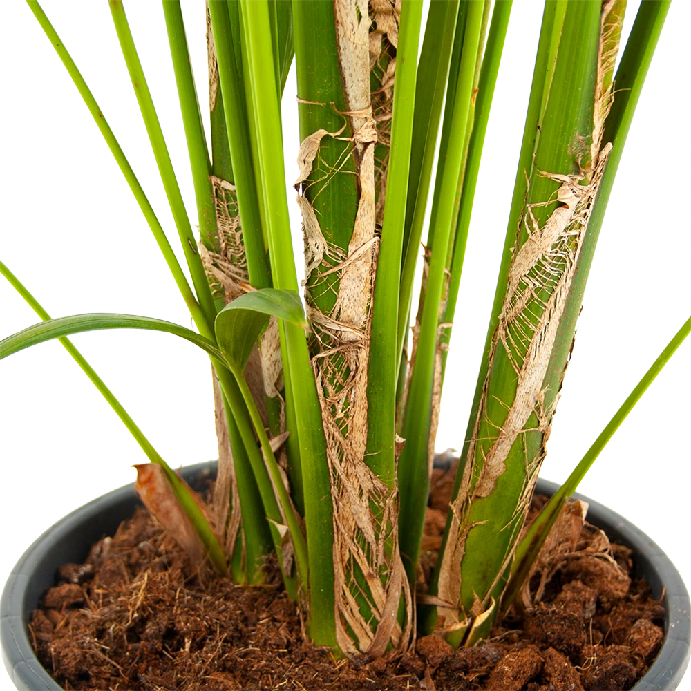 Kentiapalm - Howea Forsteriana - P24 H200 - Kamerplant 2 Kentiapalm - Howea Forsteriana - P24 H200 - Kamerplant - Afbeelding 2