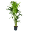 Kentiapalm - Howea Forsteriana - P24 H170 - Kamerplant