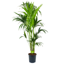 Kentiapalm - Howea Forsteriana - P24 H170 - Kamerplant