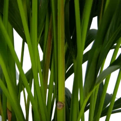 Kentiapalm - Howea Forsteriana - P27 H170 - Kamerplant 7 Kentiapalm - Howea Forsteriana - P27 H170 - Kamerplant -Goedkope Tuinbenodigdheden winkel kentiapalm howea forsteriana p27 h170 5