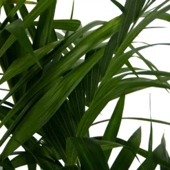 Kentiapalm - Howea Forsteriana - P27 H170 - Kamerplant 8 Kentiapalm - Howea Forsteriana - P27 H170 - Kamerplant -Goedkope Tuinbenodigdheden winkel kentiapalm howea forsteriana p27 h170 6