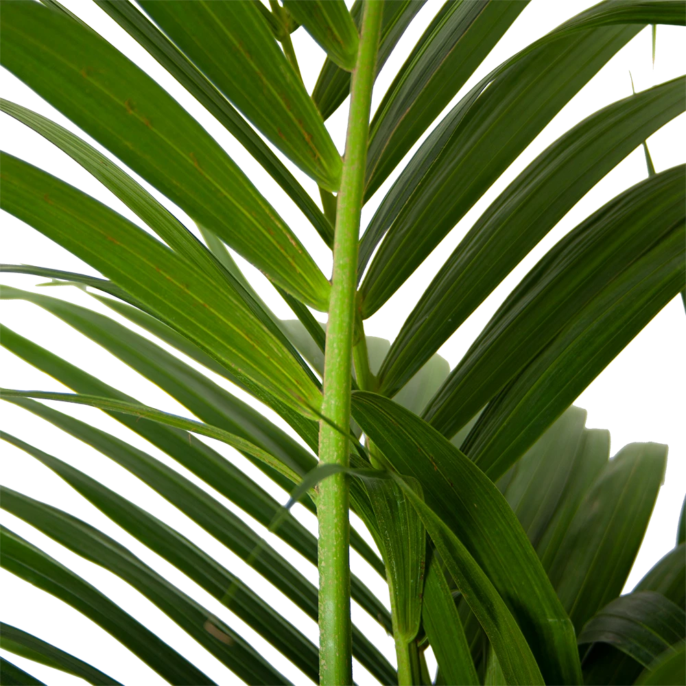 Kentiapalm - Howea Forsteriana - P30 H210 - Kamerplant 2 Kentiapalm - Howea Forsteriana - P30 H210 - Kamerplant - Afbeelding 2