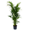 Kentiapalm - Howea Forsteriana - P32 H200 - Kamerplant