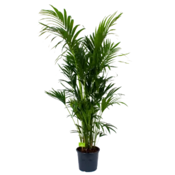 Kentiapalm - Howea Forsteriana - P32 H200 - Kamerplant