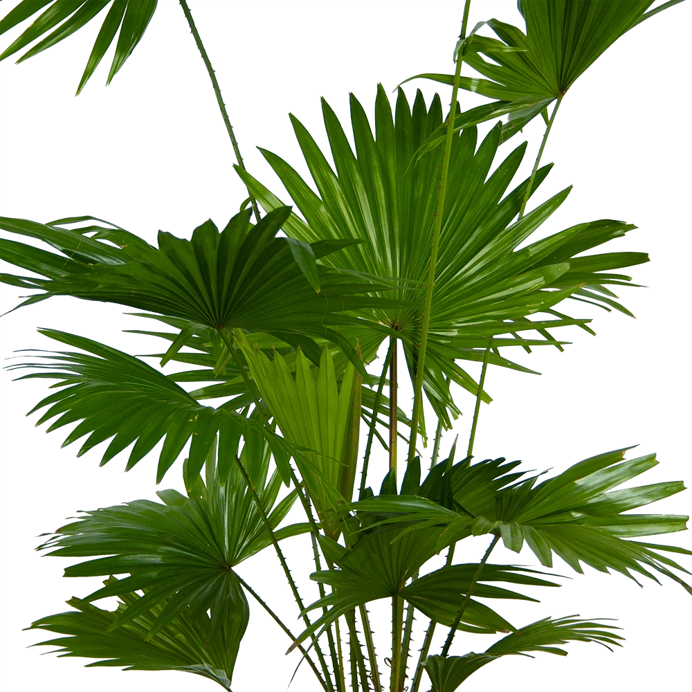 Livistona Rotundifolia - Chinese Schermpalm - P24 H100 - Kamerplant 2 Livistona Rotundifolia - Chinese Schermpalm - P24 H100 - Kamerplant - Afbeelding 2