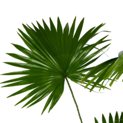 Livistona Rotundifolia - Chinese Schermpalm - P24 H100 - Kamerplant 6 Livistona Rotundifolia - Chinese Schermpalm - P24 H100 - Kamerplant -Goedkope Tuinbenodigdheden winkel livistona rotundifolia chinese schermpalm p24 h100 kamerplant 3