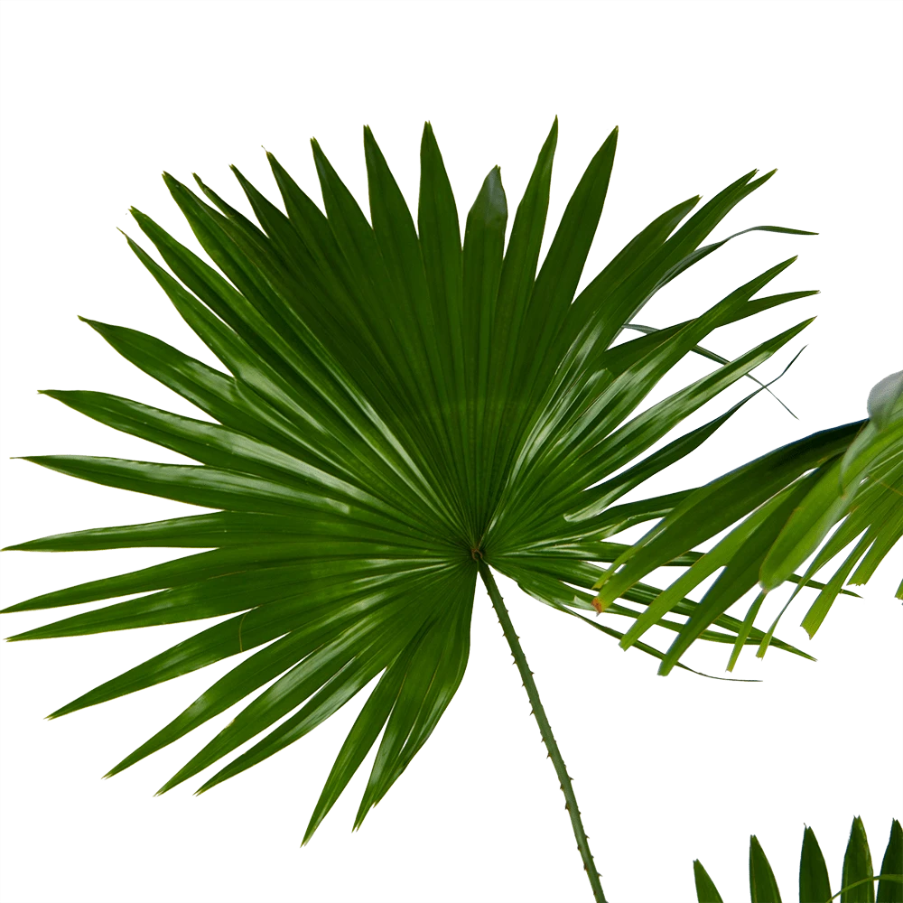 Livistona Rotundifolia - Chinese Schermpalm - P24 H100 - Kamerplant 3 Livistona Rotundifolia - Chinese Schermpalm - P24 H100 - Kamerplant - Afbeelding 3