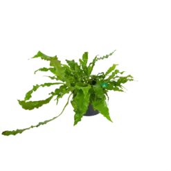 Microsorum Crocodyllus - Krokodillenvaren - P37 H85 - Kamerplant