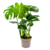 Monstera Deliciosa - Gatenplant - P17 H65 - Kamerplant