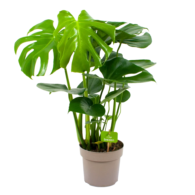 Monstera Deliciosa - Gatenplant - P17 H65 - Kamerplant 1 Monstera Deliciosa - Gatenplant - P17 H65 - Kamerplant