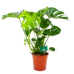 Monstera Deliciosa - Gatenplant - P21 H75 - Kamerplant