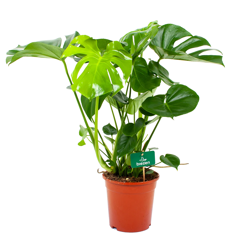 Monstera Deliciosa - Gatenplant - P21 H75 - Kamerplant 1 Monstera Deliciosa - Gatenplant - P21 H75 - Kamerplant