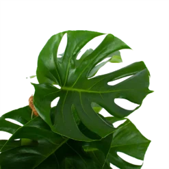Monstera Deliciosa Op Mosstok - Gatenplant - P19 H80 - Kamerplant -Goedkope Tuinbenodigdheden winkel monstera deliciosa op mosstok gatenplant p19 h80 4