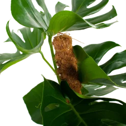 Monstera Deliciosa Op Mosstok - Gatenplant - P19 H80 - Kamerplant -Goedkope Tuinbenodigdheden winkel monstera deliciosa op mosstok gatenplant p19 h80 5