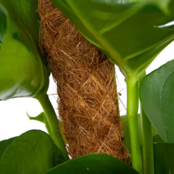 Monstera Deliciosa Op Mosstok - Gatenplant - P19 H80 - Kamerplant -Goedkope Tuinbenodigdheden winkel monstera deliciosa op mosstok gatenplant p19 h80 6