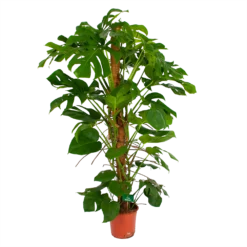 Monstera Deliciosa Op Mosstok - Gatenplant - P24 H150 - Kamerplant -Goedkope Tuinbenodigdheden winkel monstera deliciosa op mosstok gatenplant p24 h150 4
