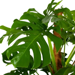 Monstera Deliciosa Op Mosstok - Gatenplant - P24 H150 - Kamerplant -Goedkope Tuinbenodigdheden winkel monstera deliciosa op mosstok gatenplant p24 h150 5