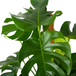 Monstera Deliciosa Op Mosstok - Gatenplant - P27 H120 - Kamerplant -Goedkope Tuinbenodigdheden winkel monstera deliciosa op mosstok gatenplant p27 h120 6 3