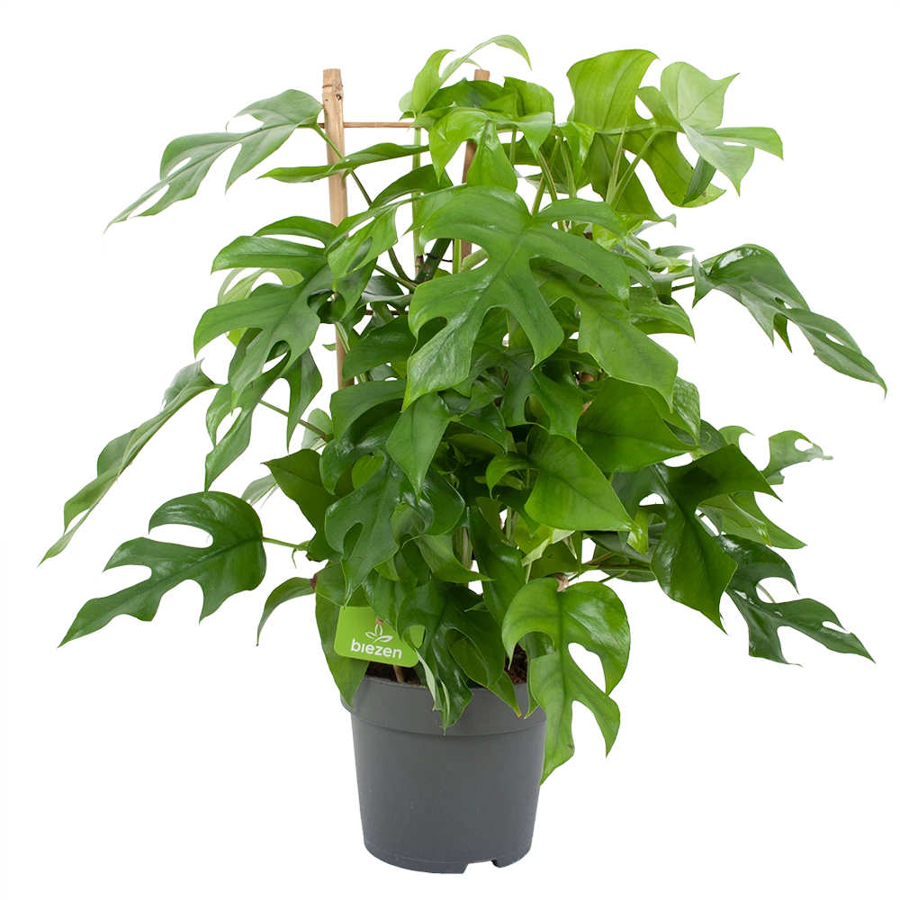 Monstera Minima Met Rekje Gatenplant P17 H65 - Kamerplant 1 Monstera Minima Met Rekje Gatenplant P17 H65 - Kamerplant