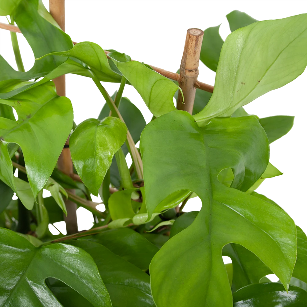 Monstera Minima Met Rekje Gatenplant P17 H65 - Kamerplant 2 Monstera Minima Met Rekje Gatenplant P17 H65 - Kamerplant - Afbeelding 2