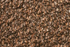 Natuflex Droogloopmat - 80x50cm - Donker Bruin - Deurmat -Goedkope Tuinbenodigdheden winkel natuflex droogloopmat donker bruin deurmat 3