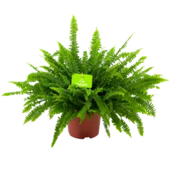 Nephrolepis Exalata Green Lady - Krulvaren - P19 H60 - Kamerplant